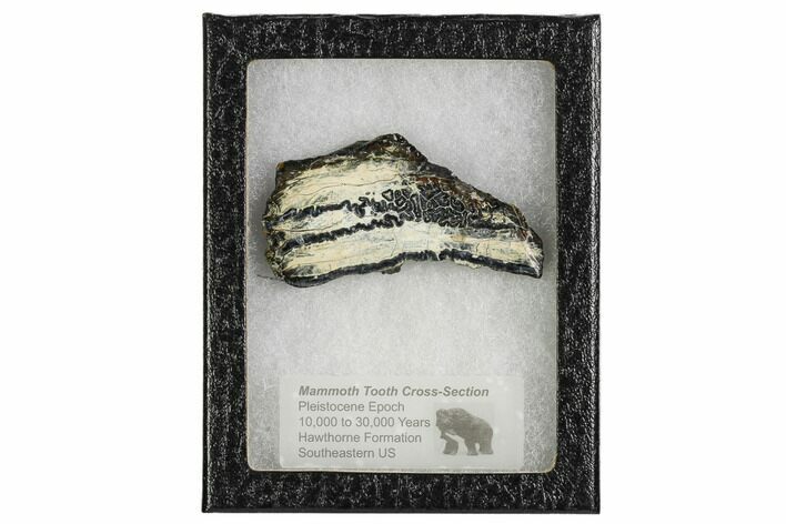 Mammoth Molar Slice With Case - South Carolina #106530